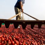 coffee-beans-drying-in-the-sun-coffee-plantations-2023-11-27-04-51-28-utc.jpg