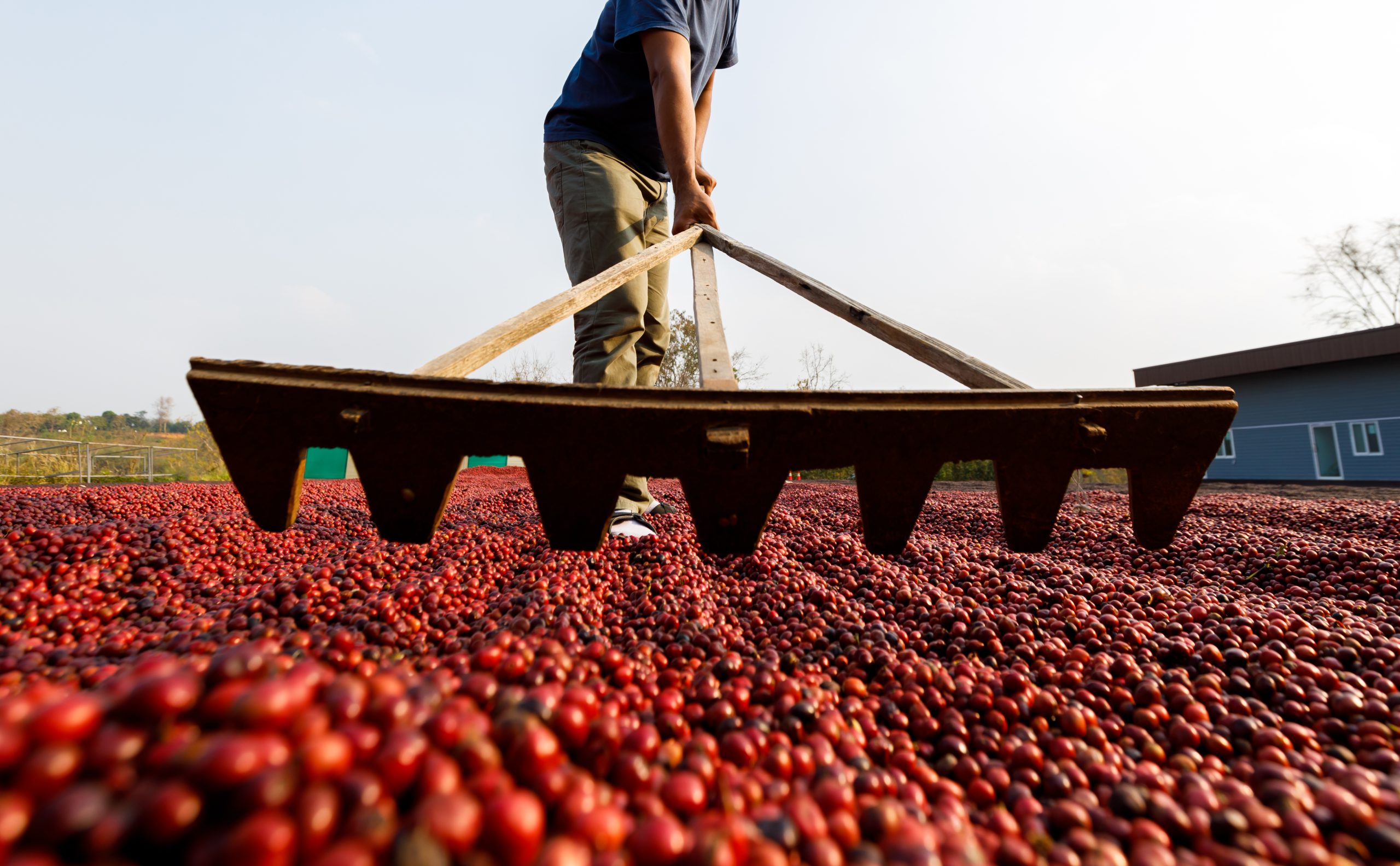 coffee-beans-drying-in-the-sun-coffee-plantations-2023-11-27-04-51-28-utc.jpg