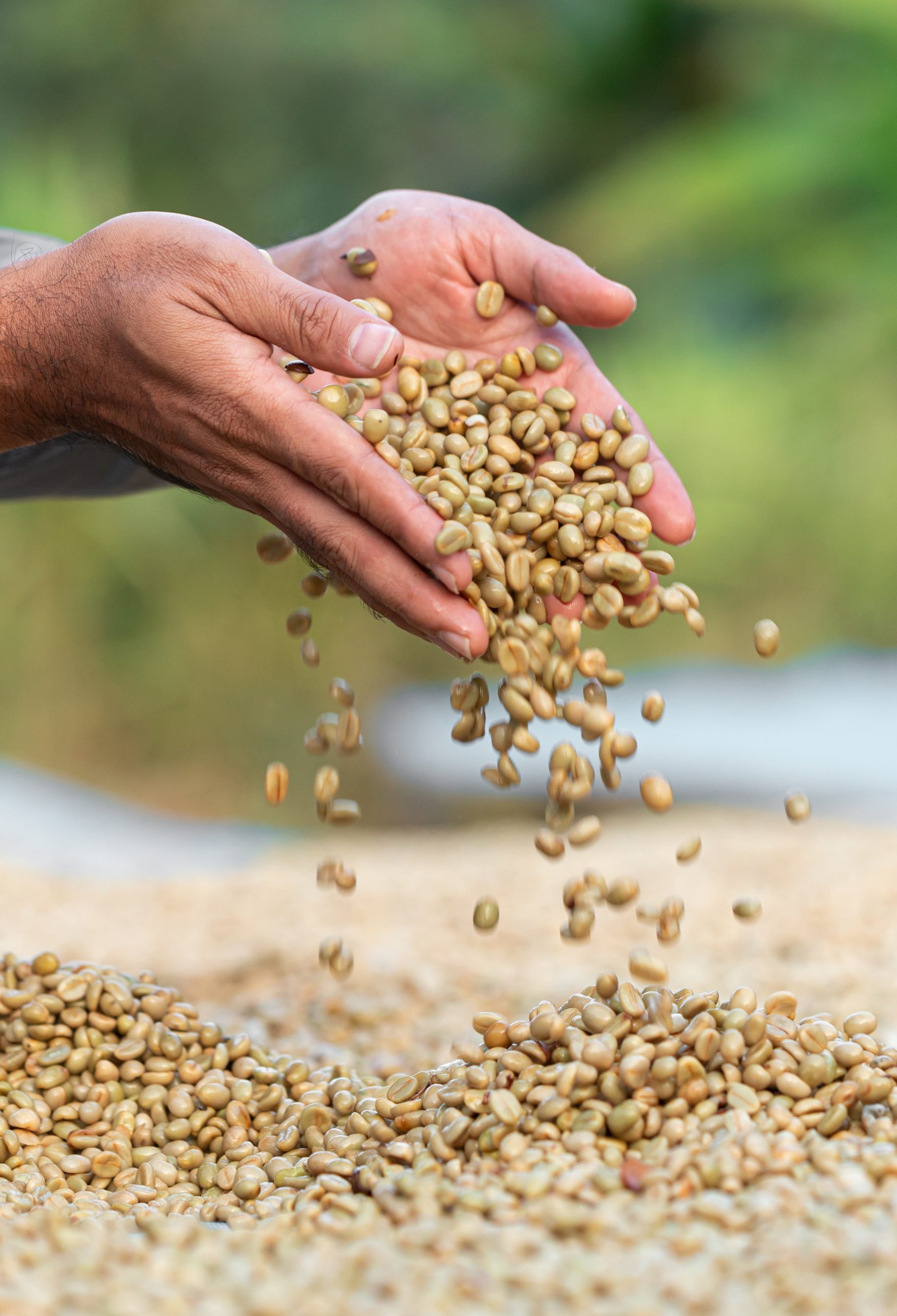 Exploring the Rich Tapestry of Kenyan Coffee Variants