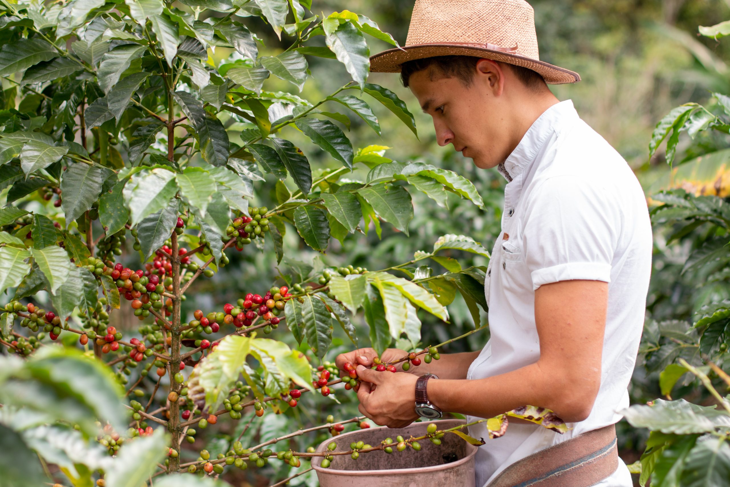 harvesting-ripe-coffee-beans-young-man-working-on-2023-11-27-04-58-39-utc.jpg
